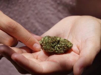 Everything You Need to Know About Cannabis Flower UK