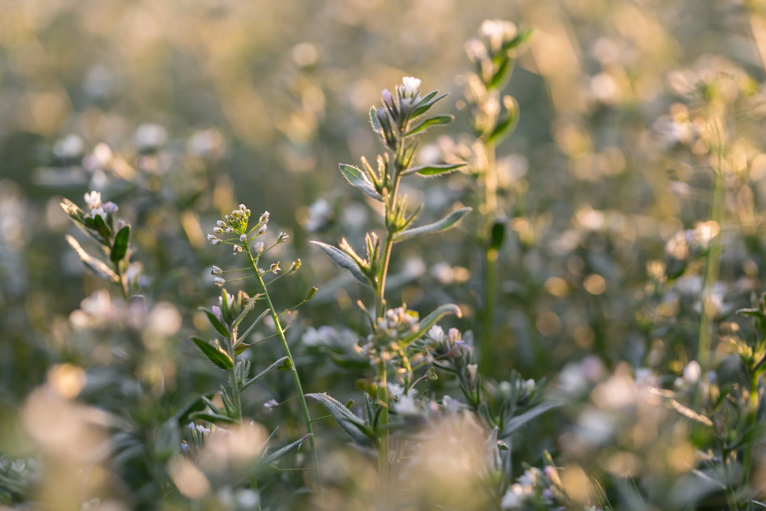 Everything You Need to Know About Cannabis Flower UK