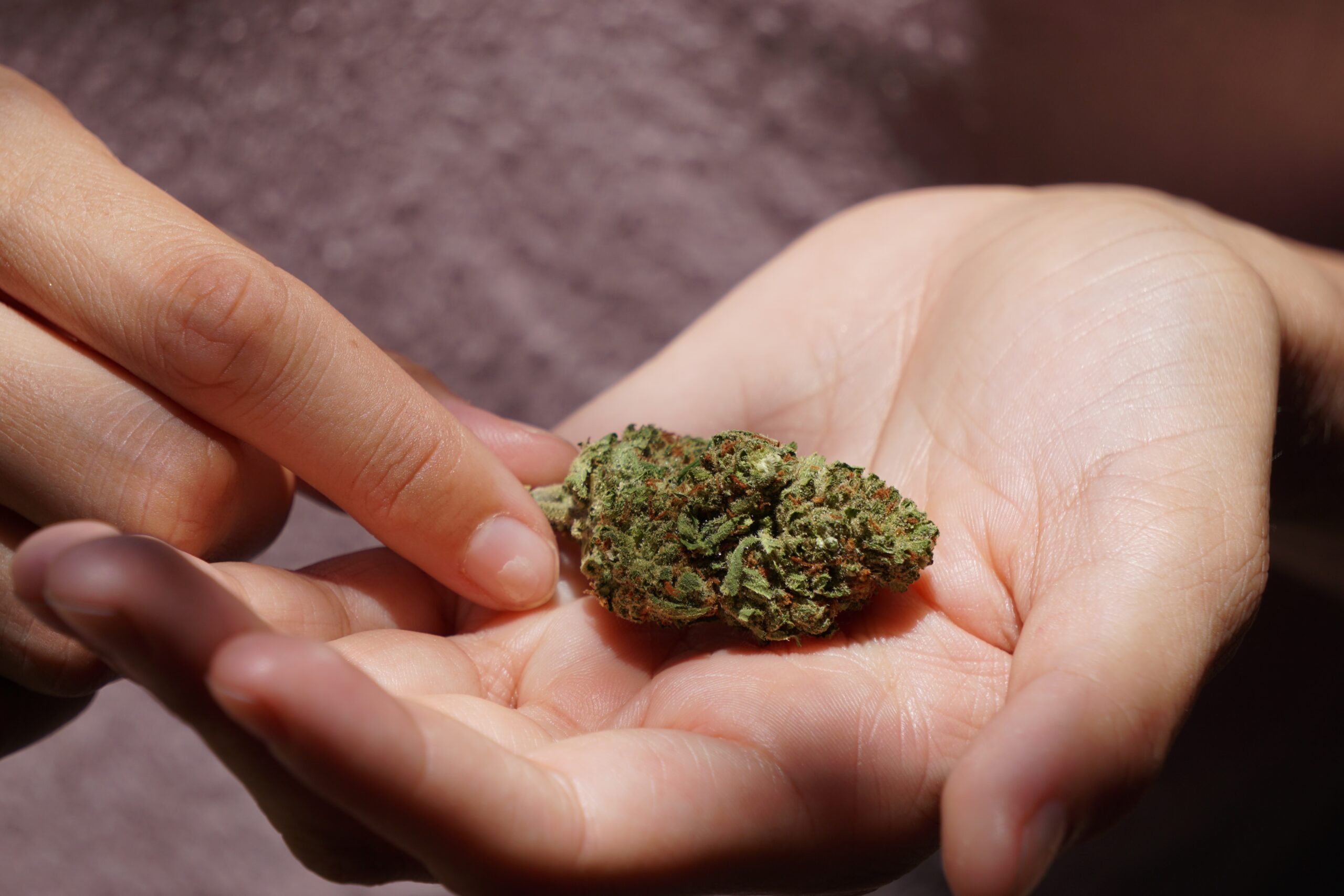 Everything You Need to Know About Cannabis Flower UK